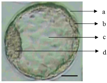 Gambar 3.  Embrio fase blastosis: (a) zona pellucida; (b) trofoblas; (c) blastosol; (d) inner cell mas, ICM