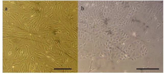 Gambar 5. Morfologi sel yang ditemukan pada kultur primer pankreas; (a) Fibroblast-like cells; (b) Epithelial-like cells