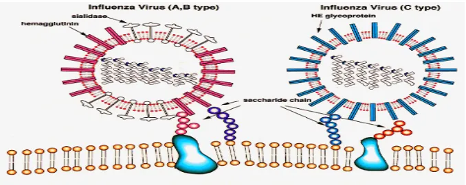 Gambar 1. Virus Influenza tipe A, B, C 