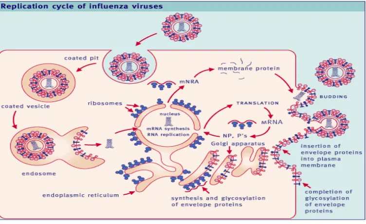 Gambar 2.  Replikasi Virus Influenza (Paul 2003) 
