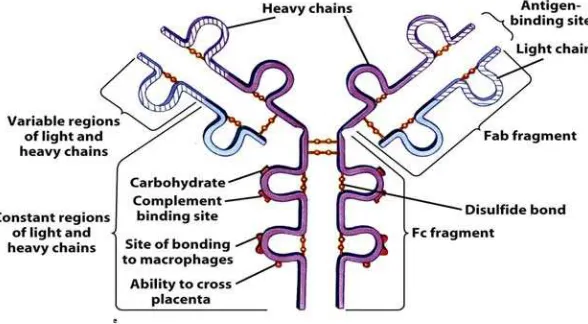Gambar 3 . Struktur Antibodi (Jacquelyn 2005) 