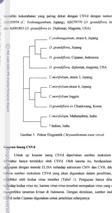 Gambar 5. Pohon filogenetik Chrysanthemum stunt viroid 