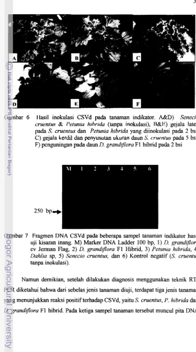 Gambar 6 Hasil inokulasi CSVd pada tanaman indikator. A&D) 