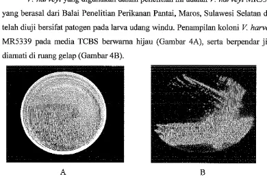 Gambar 4. Penampilan koloni isolat V. harveyi pada media TCBS di ruang terang (A) di mang gelap (B) 
