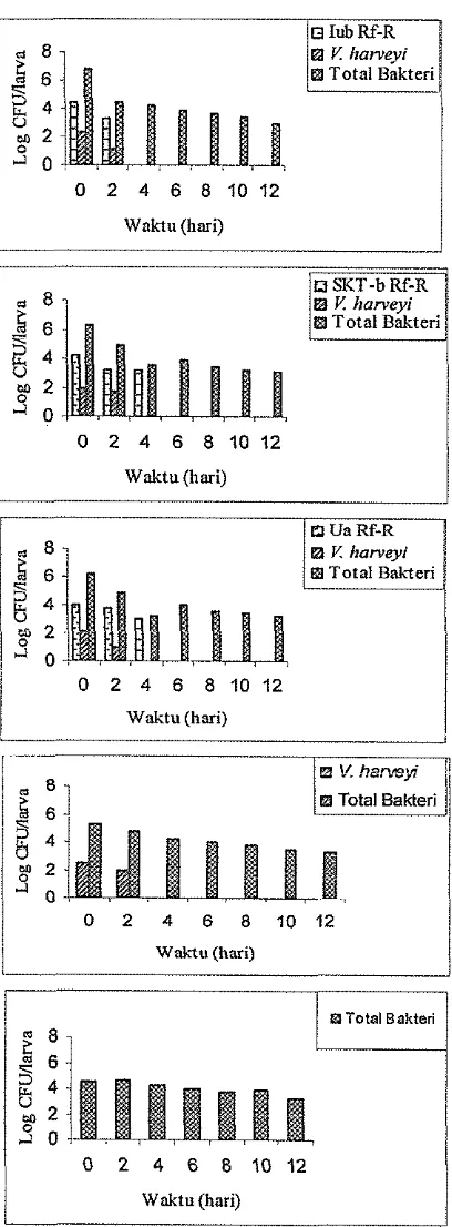 Gambar 11. Populasi bakteri probiotik, V: harveyi, dan total bakteri pada larva 