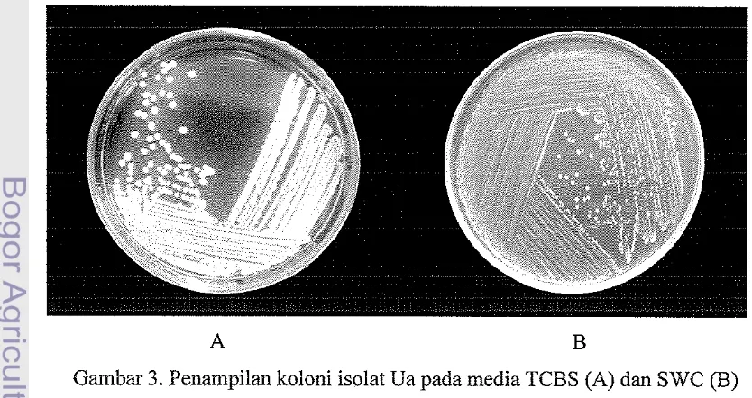 Gambar 2. Penampilan koloni isolat SKT-b pada media TCBS (A) dan SWC (B) 