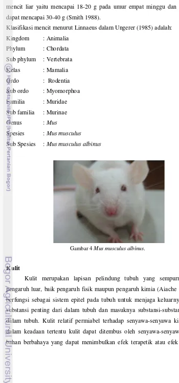 Gambar 4 Mus musculus albinus.  