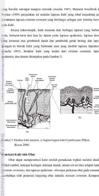 Gambar 5. Struktur kulit manusia. a) bagian-bagian kulit b) perbesaran 200µm  