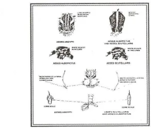 Gambar 2  Ciri-ciri diagnostik untuk membedakan beberapa jenis nyamuk Aedes 