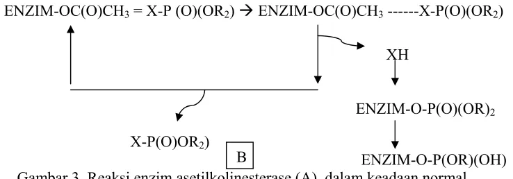 Gambar 3  Reaksi enzim asetilkolinesterase (A). dalam keadaan normal  