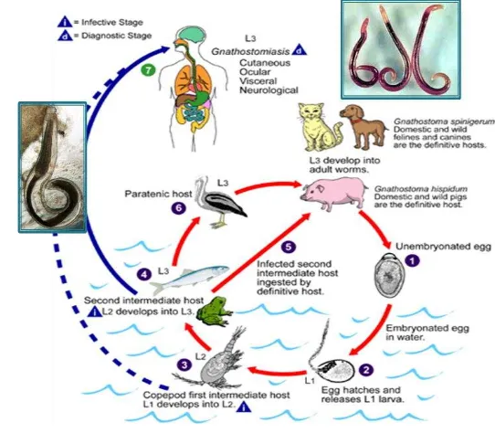 Gambar 3 Siklus hidup G. spinigerum (CDC 2009) 