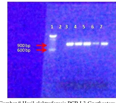 Gambar 8 Hasil elektroforesis PCR L3 Gnathostoma 