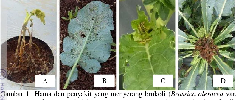 Gambar 1  Hama dan penyakit yang menyerang brokoli (Brassica oleracea var. 
