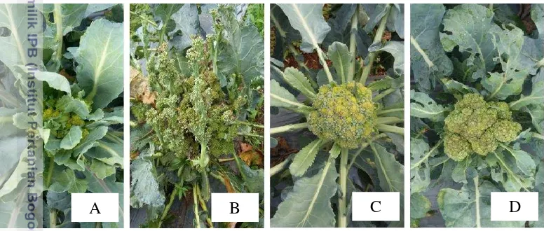 Gambar 2  Kelainan fisiologis yang terjadi pada brokoli (Brassica oleracea var. 