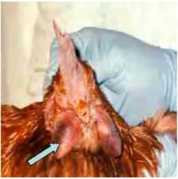Gambar 3  Pembengkakan dan sianosis yang terjadi pada seekor ayam  layer 