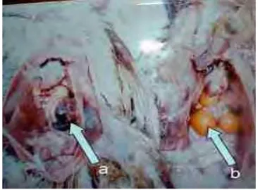Gambar 4 Regresi  dan  nekrosis  ovarium pada ayam ras petelur yang       terinfeksi virus HPAI (a) dan ovarium normal (b) (Bello et al