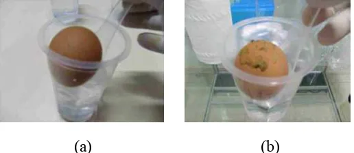 Gambar 6  Klorinasi pada telur bersih (a) dan klorinasi pada telur kotor (b).  