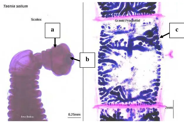 Gambar 1 Bagian skoleks (kiri) dan proglotida gravid (kanan)  Taenia solium : (a) Batil hisap, (b) Rostelum, (c) Uterus (Sumber: http://home.austarnet.com.au/wormman/ paraimg/tsoliscp.jpg)