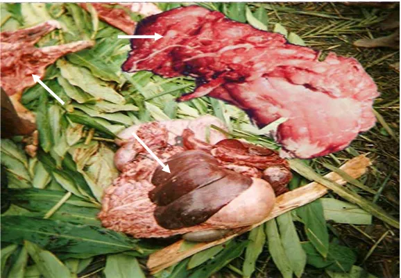 Gambar 5 Sistiserkus (panah) yang ditemukan pada hati dan daging babi yang disembelih di Pasar Jibama- Wamena
