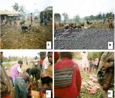 Gambar 8  Situasi jual beli babi di tanah lapang sekitar Pasar Jibama Wamena (A,B), penyembelihan babi (C) dan potongan daging babi yang siap dijual (D)