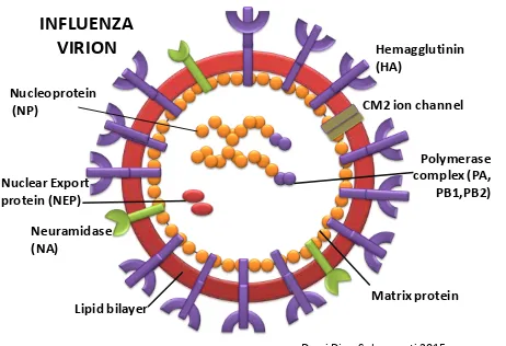 Figure 1. Influenza A virion 
