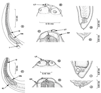Gambar 1  Morfologi larva Anisakidae. A–E Larva 3 Anisakis simplex, F–J Larva 3 Pseudoterranova