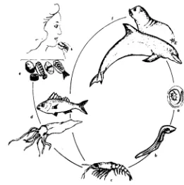 Gambar 2  Siklus hidup larva Anisakidae  