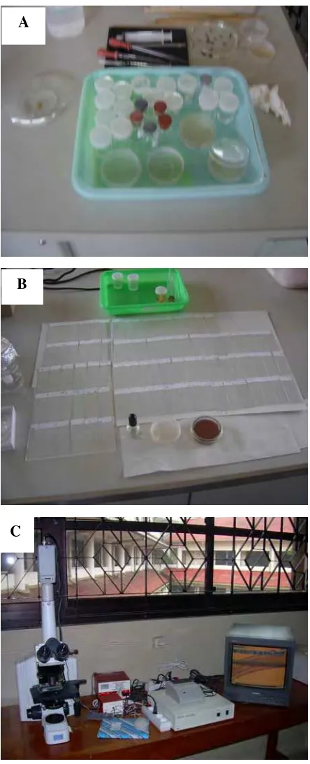Gambar 3 Prosedur identifikasi larva dengan menggunakan pewarnaan minyak  cengkeh (A) bahan-bahan yang digunakan (B) sediaan dilekatkan (mounting) dengan entellan pada kaca obyek (C) mikroskop video mikro meter untuk identifikasi 