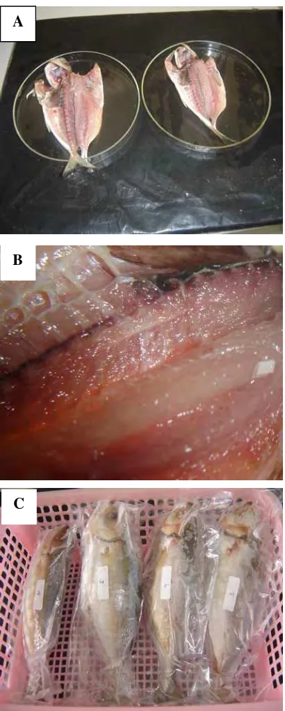 Gambar 4  Sampel ikan yang dipersiapkan untuk dicobakan pada perlakuan penyimpanan suhu pembekuan dan penggaraman (A) sampel ikan yang dibedah dari kloaka ke arah anterior (B) persiapan filet yang akan dimasukan larva hidup (C) filet ikan yang akan dicobakan pada beberapa metode penyimpanan 