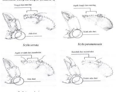 Gambar 1  Perbedaan morfologi dari keempat spesies Scylla (Keenan et al.  1999) 