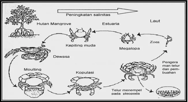 Gambar 2   Siklus Hidup Kepiting Bakau (Scylla spp) Modifikasi Kanna (2000) 