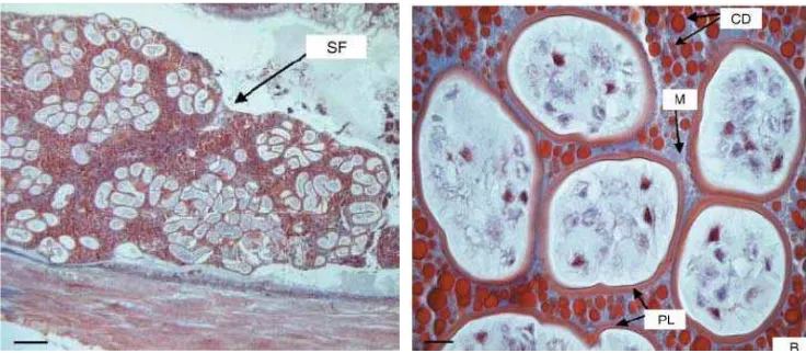 Gambar 5 Spermatofor dari C. quadricarinatus A: Gambar secara umum dari spermatofor (stained with Masson-Trichrome; bar: 286 μm)