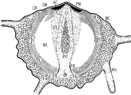 Gambar 6  Morfologi umum spermatozoa kepiting, keterangan gambar : AC (apical cap); AM (akrosomal membran); AT (akrosomal tubule); C (sentriole); CR (convex ring); CYR(cytoplasmic region); DR (ditch ring); FL (fibrous layer); LS (lamellar structure); M (mi