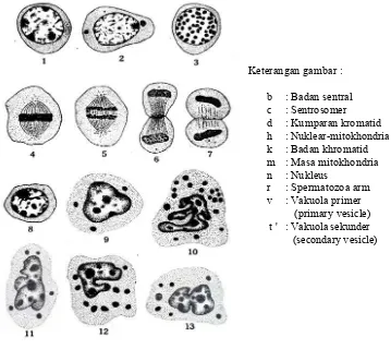 Gambar  9  Tahap spermatogonia pada kepiting Cancer magister (Fasten 1918) 
