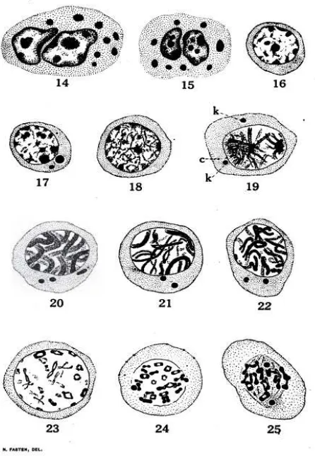 Gambar  10  Tahap Spermatosit Primer pada kepiting Cancer magister (Fasten 1918)  