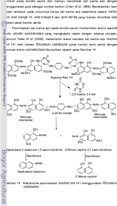 Gambar 14   Mekanisme perombakan reactive red 141 menggunakan Rhizobium  