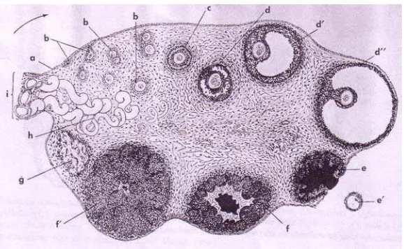 Gambar 4 Gambaran histologis sayatan melintang ovarium mamalia      memperlihatkan beberapa struktur ovarium
