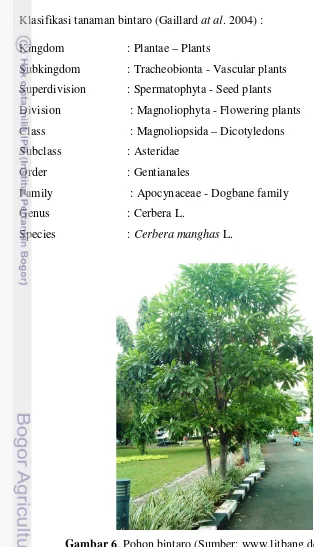 Gambar 6. Pohon bintaro (Sumber: www.litbang.deptan.go.id) 