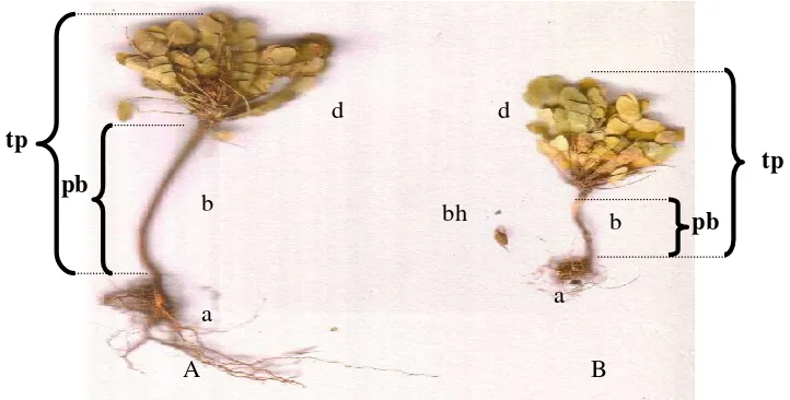 Gambar 1  Rumput Kebar (Biophytum petersianum, Klotzsch). 