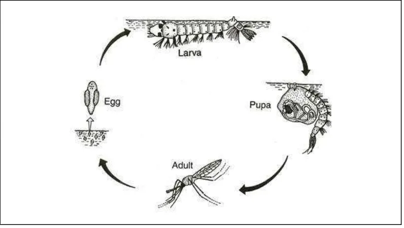 Gambar 2.1 Siklus hidup nyamuk Anopheles sp. (Sumber: Pujari, 2015) 