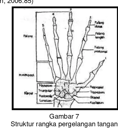 Gambar 7 Struktur rangka pergelangan tangan 