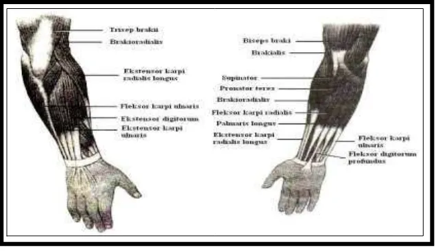 Gambar 8 Struktur otot pergelangan tangan 