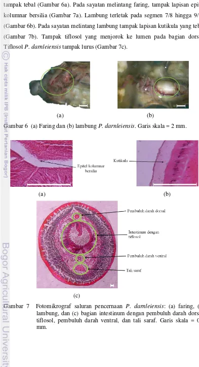 Gambar 6  (a) Faring dan (b) lambung P. darnleiensis. Garis skala = 2 mm. 