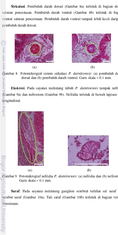 Gambar 8  Fotomikrograf sistem sirkulasi P. darnleiensis: (a) pembuluh darah 