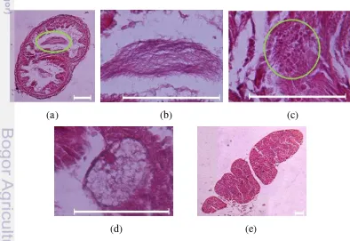 Gambar 11  Fotomikrograf organ reproduksi P. darnleiensis: (a) spermateka, (b) kumpulan sperma, (c) vesikula seminalis dengan kumpulan sperma, (d) tropozoit Monocystis, dan (e) prostat