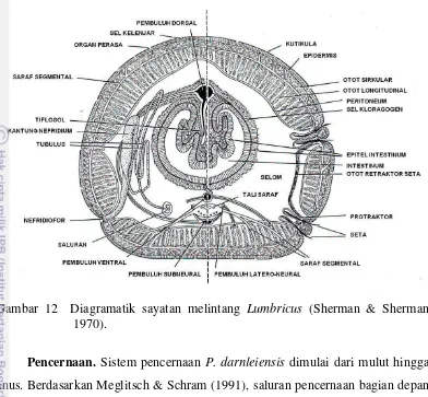 Gambar 12  Diagramatik sayatan melintang Lumbricus (Sherman & Sherman 