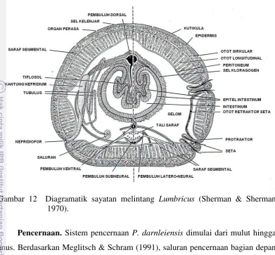 Gambar 12  Diagramatik sayatan melintang Lumbricus (Sherman & Sherman 