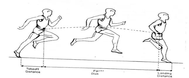 Gambar 4. Kontribusi Total Panjang Langkah Pelari (Hay, 1993: 398). commit to user 