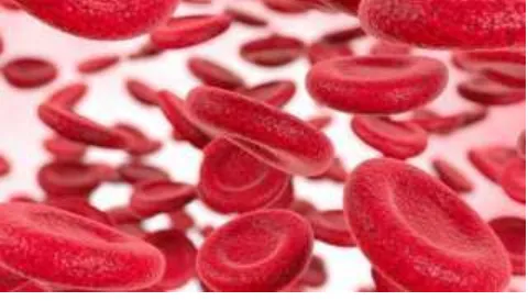Gambar 6. Morfologi sel darah merah  (Sumber: Smith dan Mangkoewidjojo 1988) 