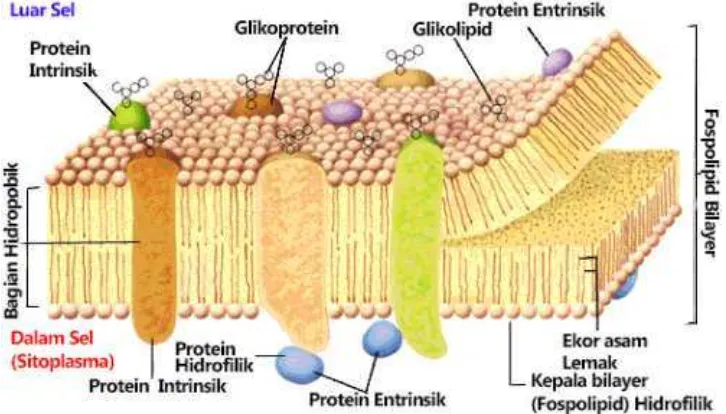Gambar 7. Struktur dari membran sel (Sumber: Geibel 1999) 